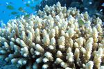 <i>Chromis viridis</i>