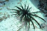 <i>Pterois radiata</i>