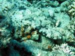 <i>Papilloculiceps longiceps</i>