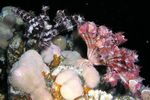 <i>Lamprometra klunzingeri</i>