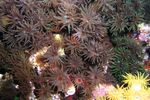 <i>Tubastrea micrantha</i>