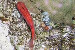 <i>Myripristis murdjan</i>