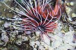 <i>Pterois radiata</i>