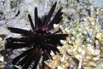 <i>Phyllacanthus imperialis </i>