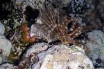 <i>Lamprometra klunzingeri</i>