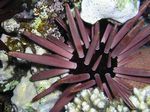 <i>Phyllacanthus imperialis </i>