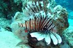 <i>Pterois miles </i>