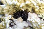 <i>Echinometra mathaei</i>