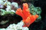 <i>Latrunculla magnifica</i>