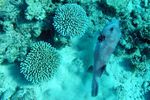 <i>Arothron stellatus</i>
