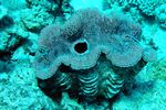 <i>Tridacna squamosa</i>