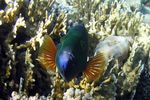 <i>Cheilinus lunulatus</i>