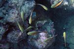 <i>Pempheris schwenkii</i>