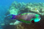 <i>Scarus gibbus</i>