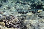 <i>Fistularia commersonii</i>