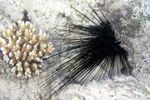 <i>Echinothrix diadema</i>
