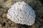 <i>Heteroxenia fuscescens</i>