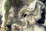 <i>Tridacna squamosa</i>