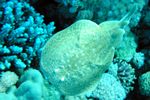 <i>Torpedo panthera<i>