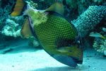 <i>Balistoides viridescens</i>