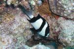 <i> Dascylus aruanus</i>