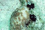 <i>Bohadschia graeffei</i>