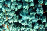 <i>Scorpaenopsis barbatus</i>
