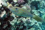 <i>Aluterus scriptus</i>