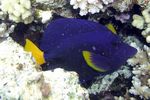 <i>Abudefduf sexfasciatus</i>