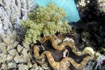 <i>Tridacna squamosa</i>