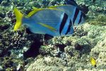 <i>Acanthopagrus bifasciatus</i>
