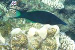 <i>Gomphosus caeruleus</i>