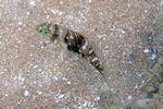 <i>Halichoeres hortulans</i> juv.