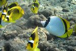 <i> Chaetodon fasciatus</i> (l) - <i>Chaetodon lineolatus </i> (r)