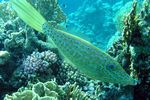 <i>Aluterus scriptus</i>