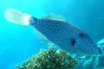 <i>Aluterus scriptus</i>