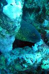 <i>Gymnothorax flavimarginatus</i>