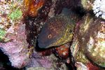<i>Gymnothorax flavimarginatus</i>