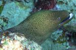 <i>Gymnothorax javanicus</i>
