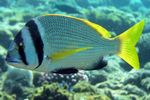 <i>Acanthopagrus bifasciatus</i>