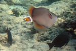 <i>Sufflamen albicaudatus</i>