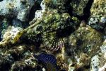 <i>Scorpaenopsis diabolus</i>