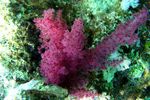 <i>Dendronephtya klunzingeri</i>