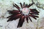 <i>Heterocentrotus mammillatus</i>
