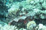 <I>Scorpaenopsis barbatus</I>