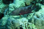 <i> Variola louti</i>