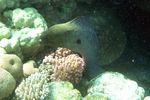 <i>Gymnothorax javanicus</i>