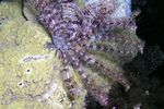 <i>Lamprometra klunzingeri</i>