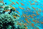 <i>Pseudanthias squamipinnis</i>