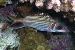 <i>Neoniphon sammara</i>